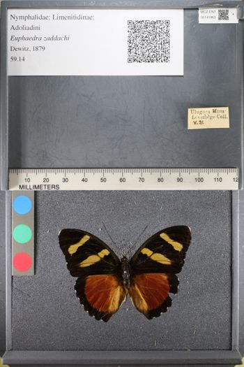 Media type: image;   Entomology 141963